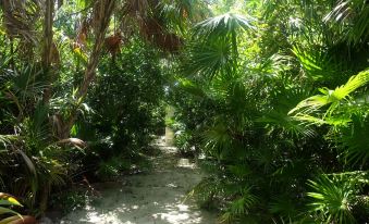 Jungle Cocoon