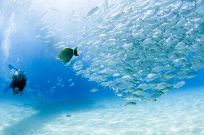 ホテル周辺 クラブ パラダイス リゾート パラワンの写真