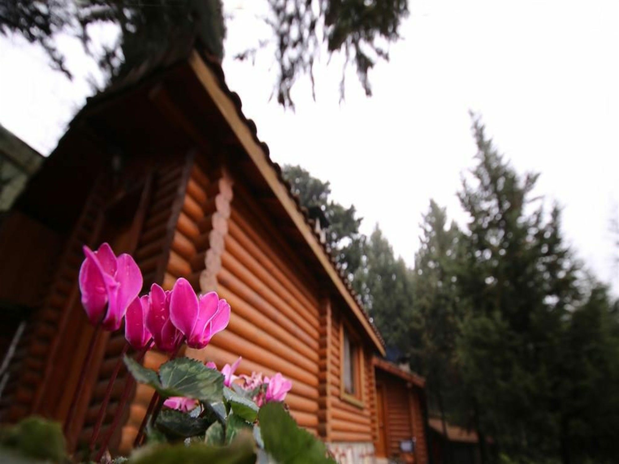 Ağva Orman Evleri Forest Lodge (Agva Orman Evleri Forest Lodge)