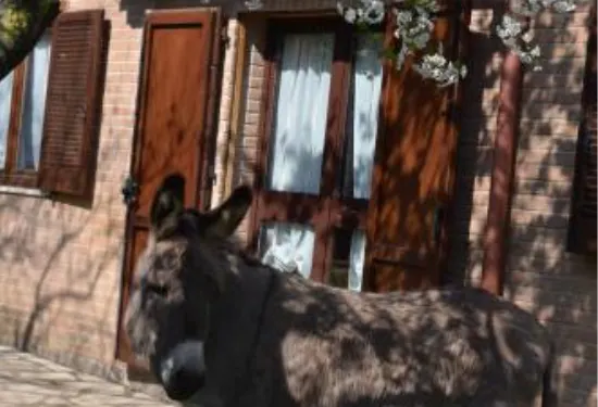 泰努塔科爾馬蒂亞公寓