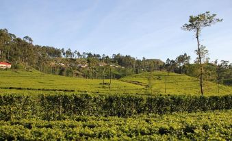 a lush green tea plantation with rows of tea bushes and a small village in the background at White Home