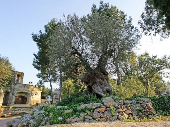 Tenute Al Bano Cellino San Marco, How Much Do Landscapers Charge To Plant A Tree In Israel