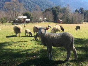 カバナ エン ラ プラデラ リンド パイサヘ エン プコン