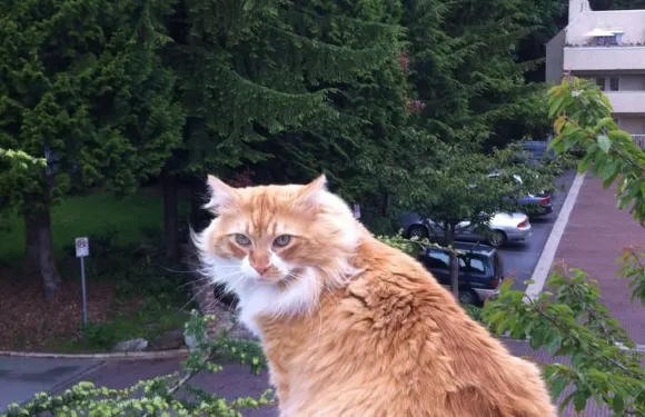 卡梅利婭客房住宿加早餐旅館