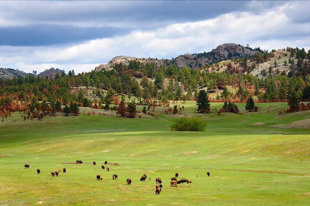 Super 8 by Wyndham Custer/Crazy Horse Area