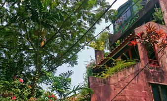 Rainforest Bed & Breakfast