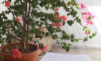 BB Dragonetti Holiday Home Salento