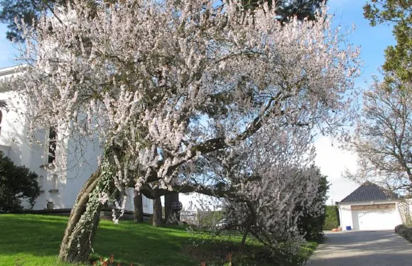白馬禮賓度假屋
