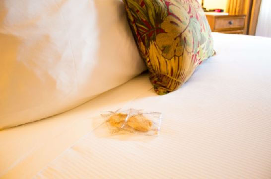 その他 ボルケーノ ハウスの写真