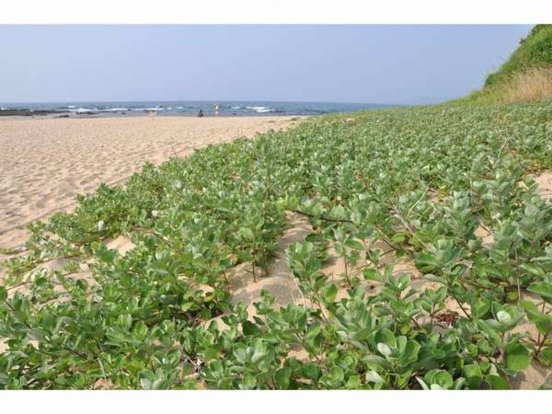 琴引浜から朝日を眺む 鳴き砂温泉 御宿矢吉 京丹後 を宿泊予約 22年安い料金プラン 口コミ 部屋写真 Trip Com
