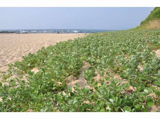 琴引浜から朝日を眺む 鳴き砂温泉 御宿矢吉 京丹後 宿泊予約 安い料金プラン 口コミ 部屋写真 Trip Com