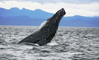 a large humpback whale is seen leaping out of the water near a mountainous landscape at Waterfall Resort