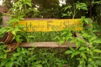 Jungle Garden
