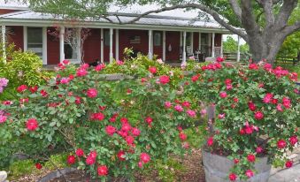 a large bush of red roses in front of a red house , with a wooden porch visible in the background at Southern Rose Ranch