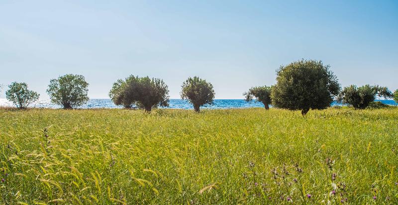 Delfinia Hotel & Bungalows