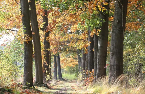 貝魯福德蘭德住宿加早餐旅館