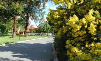 a tree - lined street with yellow flowers lining the sidewalk , and a green fence on one side of the road at Wattle Grove Motel