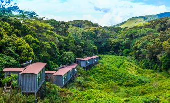 The Rainforest Ecolodge - Sinharaja