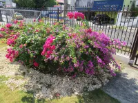 Sofia's B&B Hostal Boutique