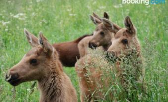 Moose Garden