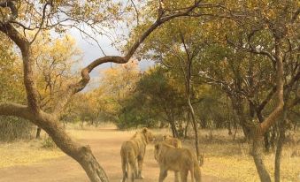 Ukutula Lion Lodge