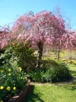 Willowlake Cottages