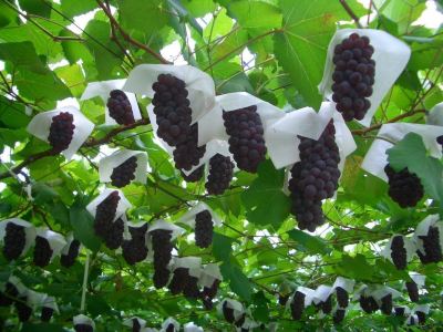 その他 滞在型温泉コンドミニアム石和セントラルの写真