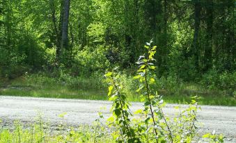 Talkeetna Wolf Den Cabin