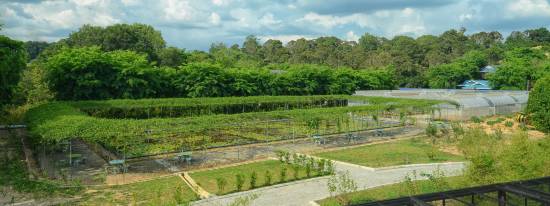 The Orchard Wellness Health Resort Lubok China Updated 2021 Price Reviews Trip Com