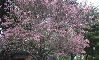 a large tree with pink flowers in front of a building , surrounded by people and cars at DoubleTree by Hilton Claremont