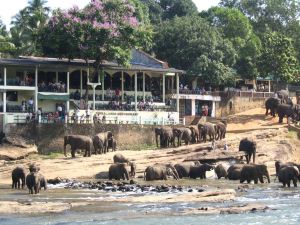 Hotel Elephant Park "Grand Royal Pinnalanda"