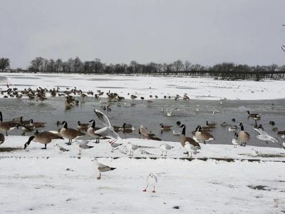 a large group of birds , including geese and ducks , are standing in a snowy field near a frozen lake at Knights