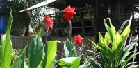 Canary Guesthouse
