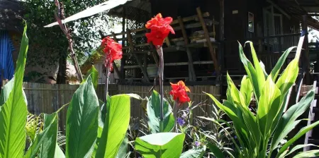 Canary Guesthouse