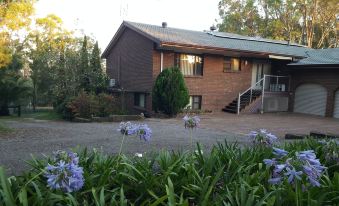 Gowrie Agapanthus