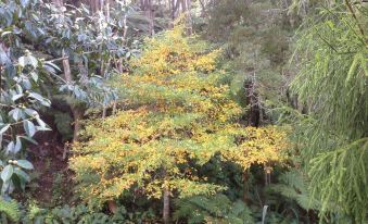 The Coromandel Treehouse