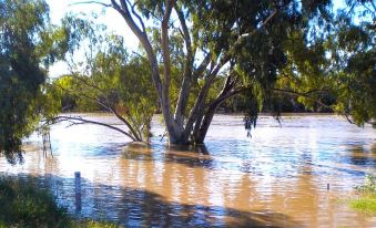 a flooded landscape with a large tree standing in the middle of a body of water at Warrego Hotel Motel Cunnamulla