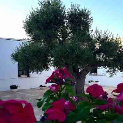 Al Faro Hotel Restaurant Masseria Saraceno Hotel Exterior