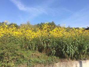 馬塞里亞安東尼奧與特雷西納飯店