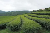 101 Tea Green View - 2-Star