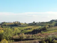 Giuggiolo - Giuggioli 1