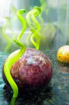 ウェスティン ベルビュー - 朝食