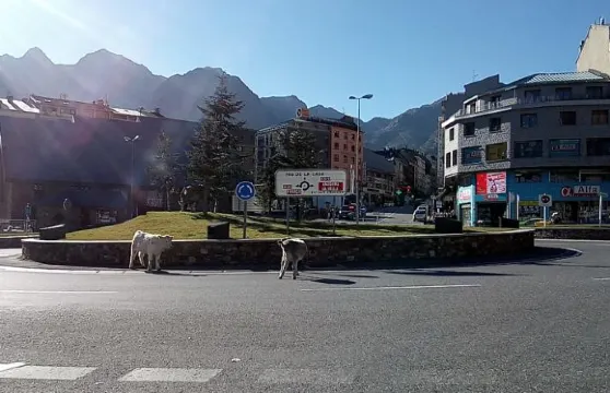 埃爾斯艾維斯公寓酒店