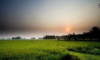 a serene landscape of a rice field with the sun setting in the background and a path leading through the field at Emerald Isle