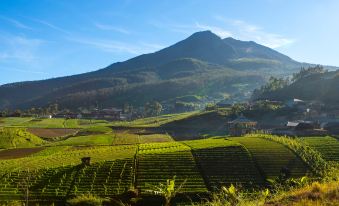 a mountainous landscape with a large field of green plants and a person walking in the distance at Alila Solo