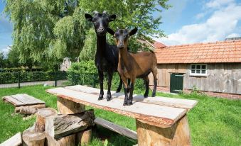 Rural and Comfortably Furnished Group in the Drenthe-friese Wold - Housity