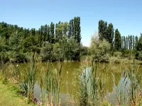 Il Cipresso