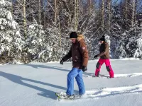 Pihlaja