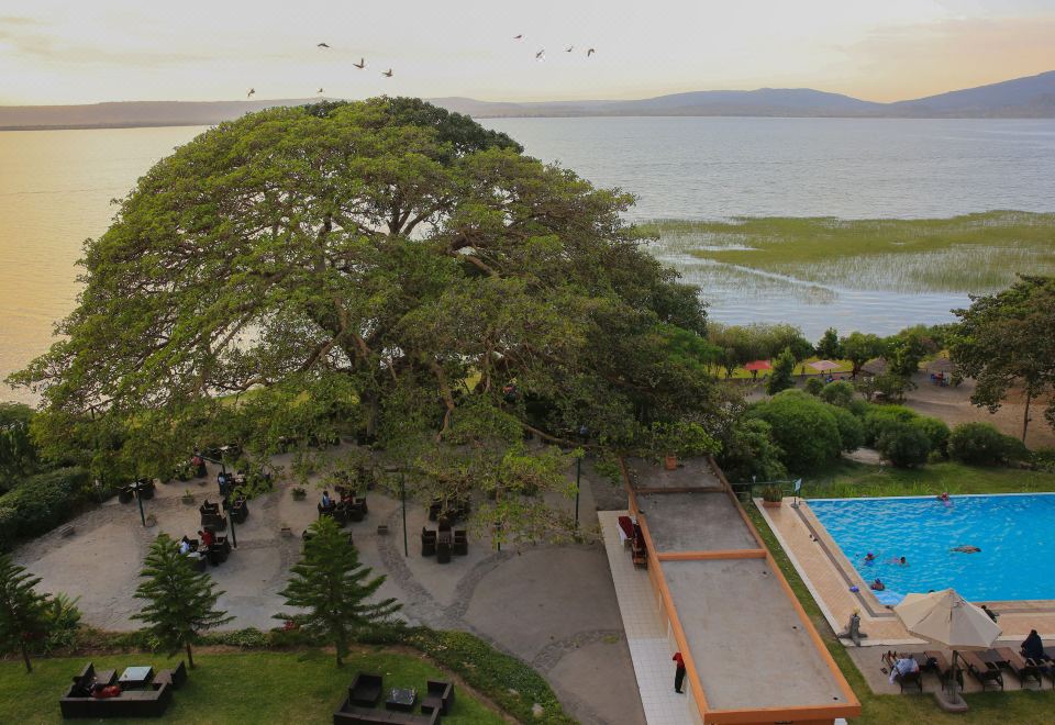a large tree stands next to a pool and a body of water , with people swimming in the water at Haile Resort Hawassa