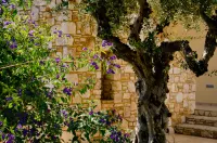 Colonides Beach Hotel Hotels in Petalidi